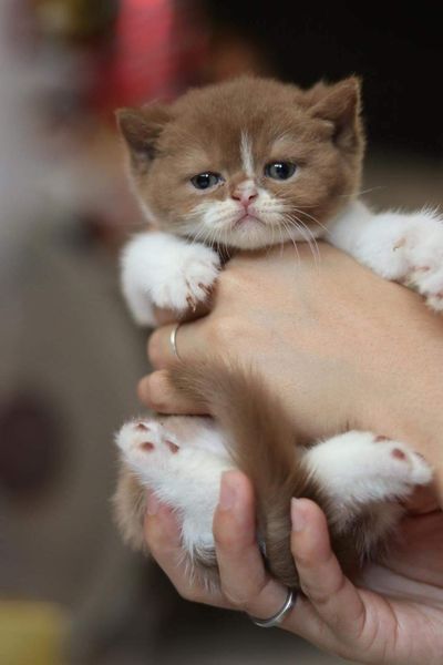 British Shorthair