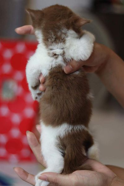 British Shorthair