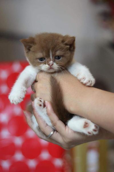 British Shorthair