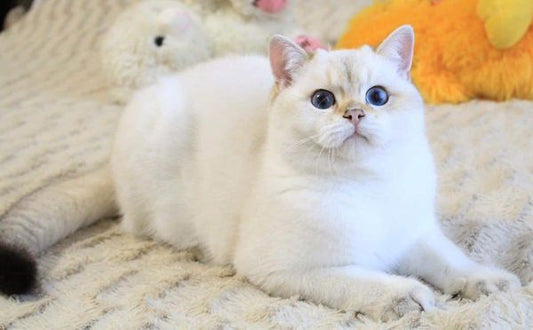 British Shorthair