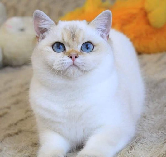 British Shorthair