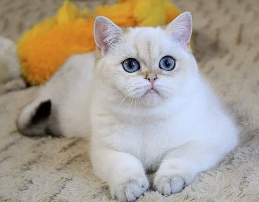 British Shorthair