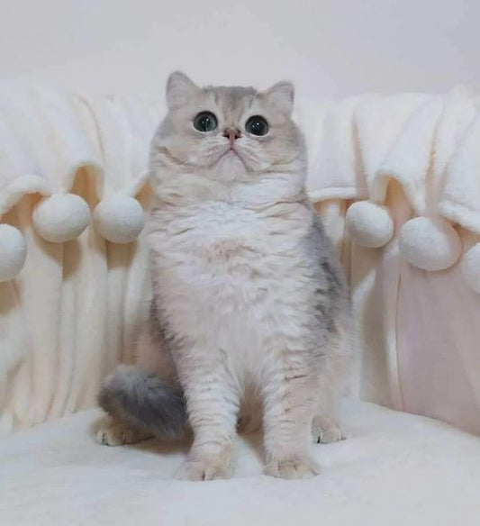 British Shorthair