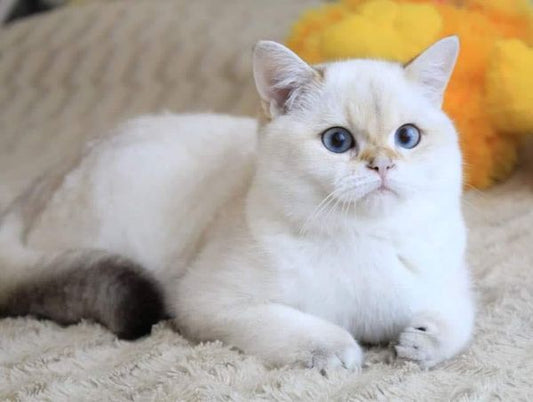 British Shorthair