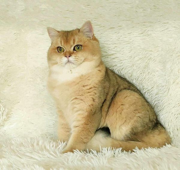 British Shorthair