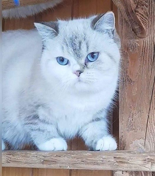 British Shorthair