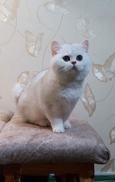 British Shorthair