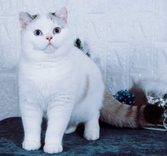 British Shorthair