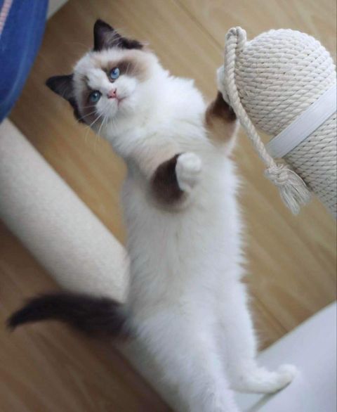 Ragdoll