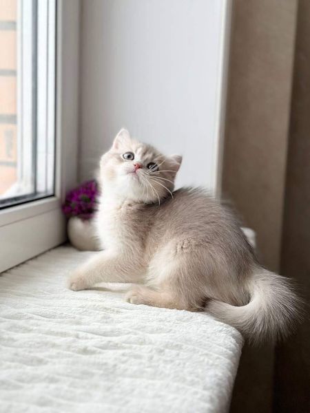 British Shorthair