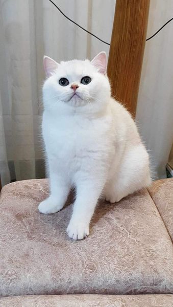 British Shorthair