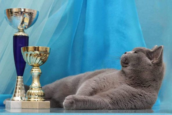 British Shorthair