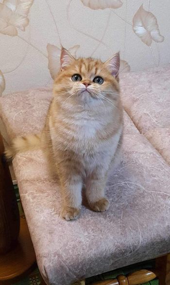 British Shorthair