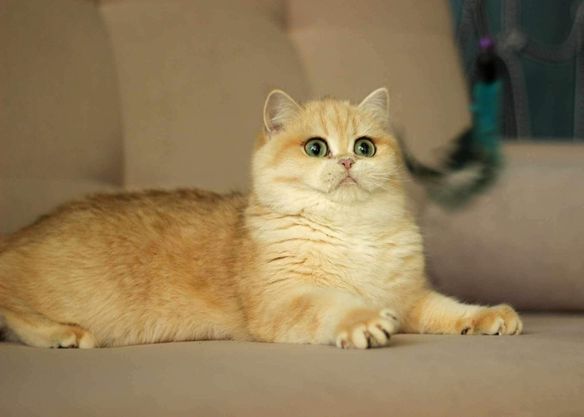 British Shorthair