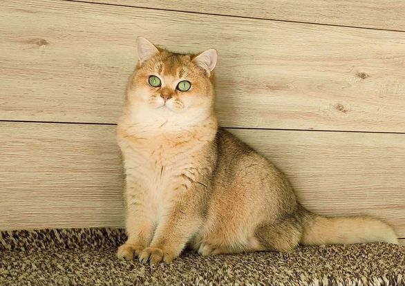 British Shorthair