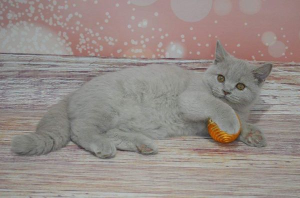 British Shorthair