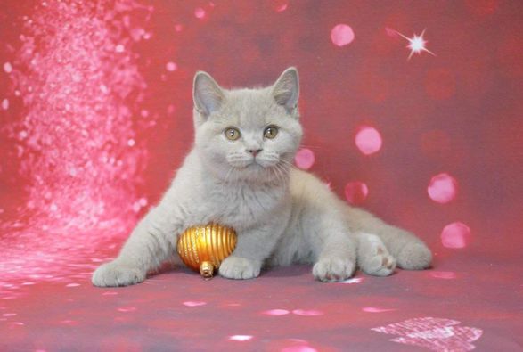 British Shorthair