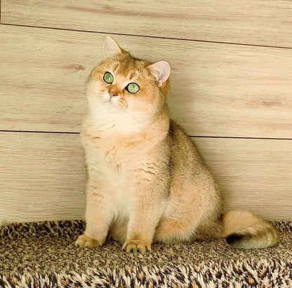 British Shorthair