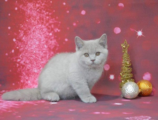 British Shorthair