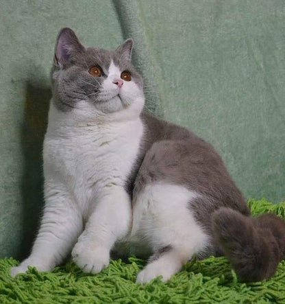 British Shorthair