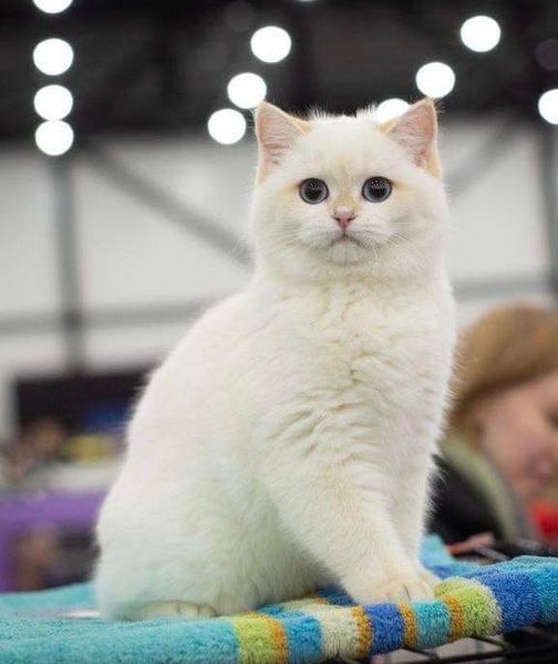 British Shorthair