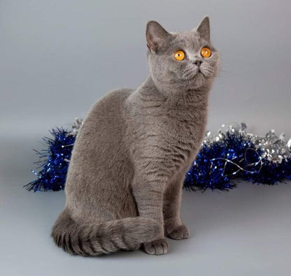 British Shorthair