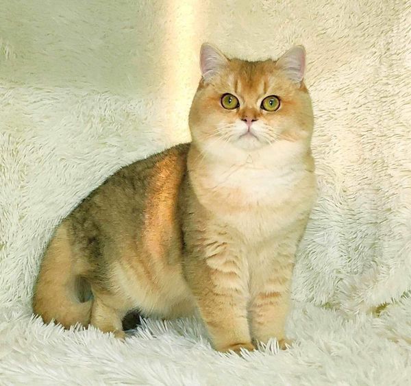 British Shorthair