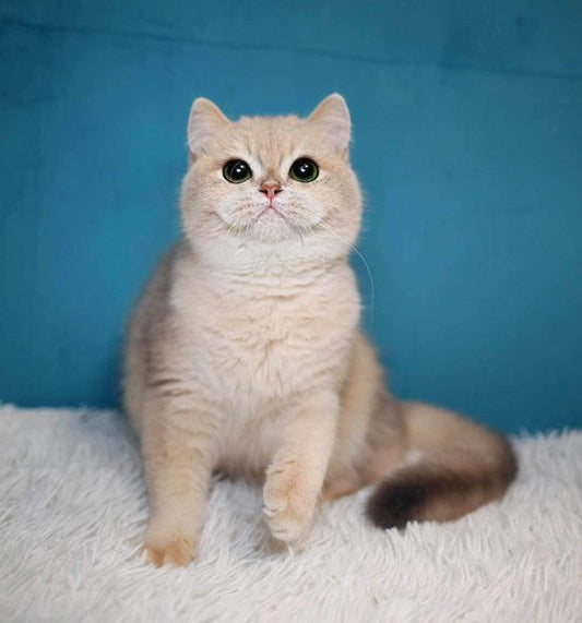 British Shorthair