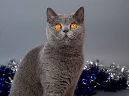 British Shorthair