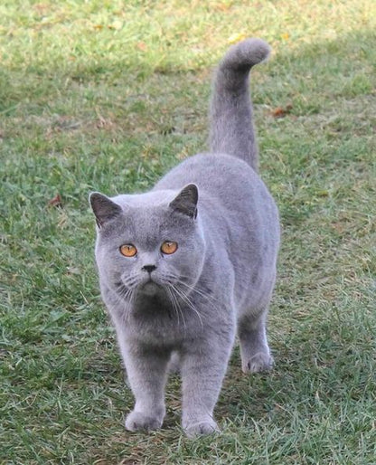 British Shorthair