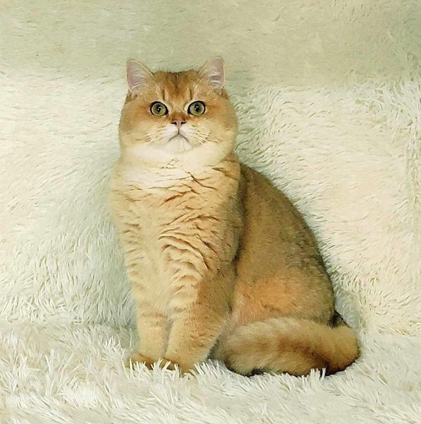 British Shorthair