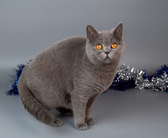 British Shorthair