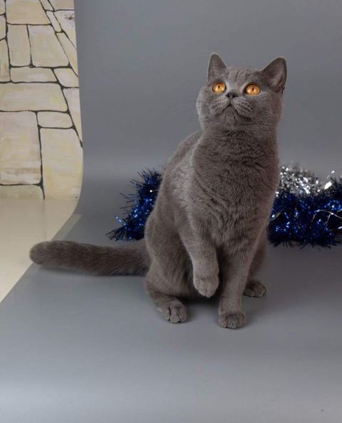 British Shorthair