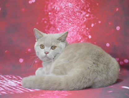 British Shorthair