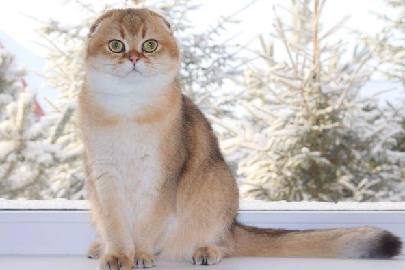 Scottish Fold