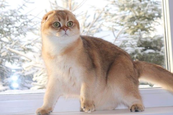 Scottish Fold