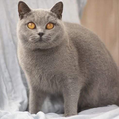 British Shorthair