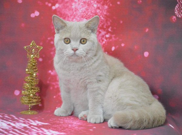 British Shorthair