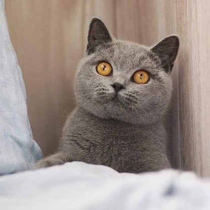 British Shorthair