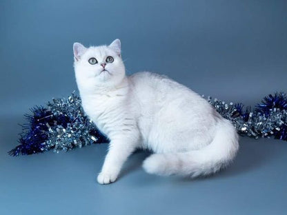 British Shorthair