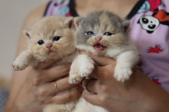 British Shorthair