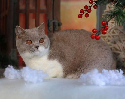 British Shorthair