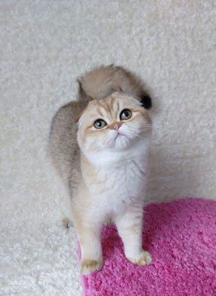 Scottish Fold