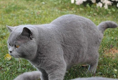 British Shorthair