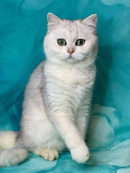 British Shorthair