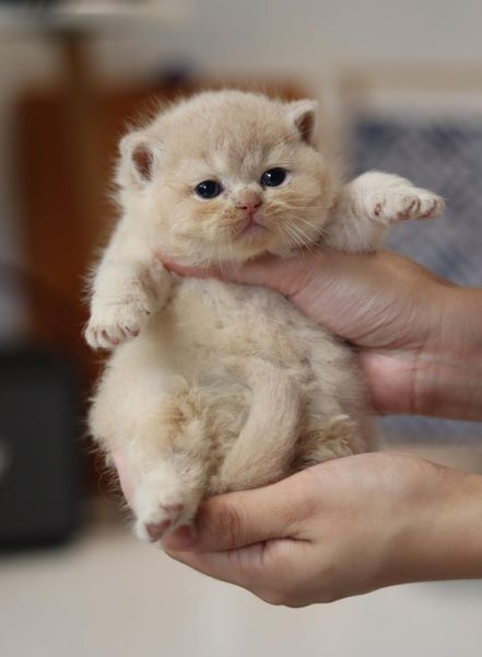 British Shorthair