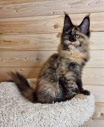 Maine Coon