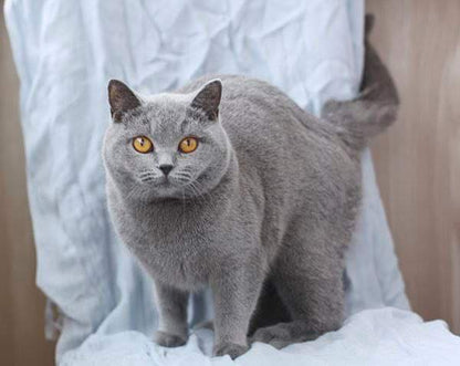 British Shorthair