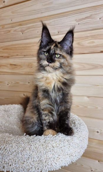 Maine Coon