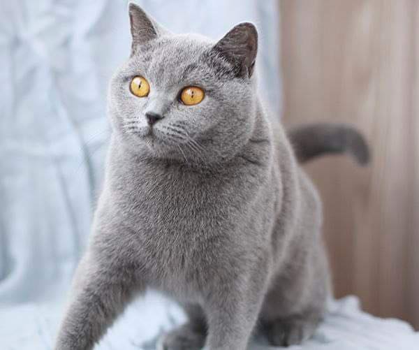 British Shorthair